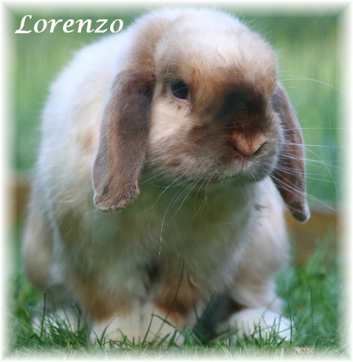 Lorenzo1304090202