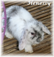 Henessy08030902